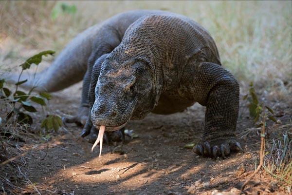indonesienreise-komodo-national-park-warane